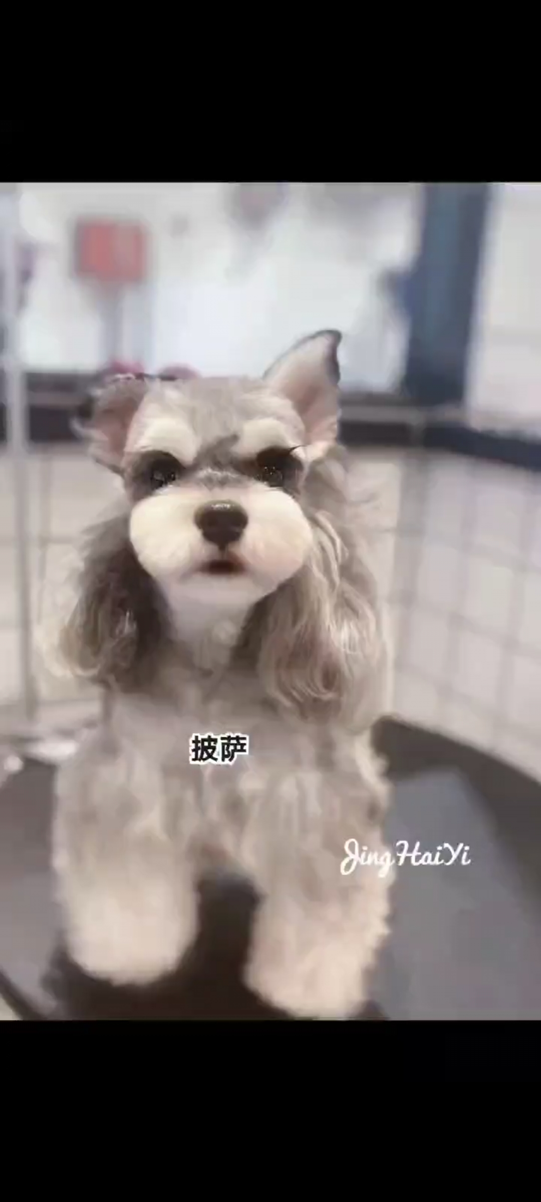 自家繁育的雪纳瑞宝宝 后面3张是爸爸妈妈照片 都是小体 喜欢的可以咨询
